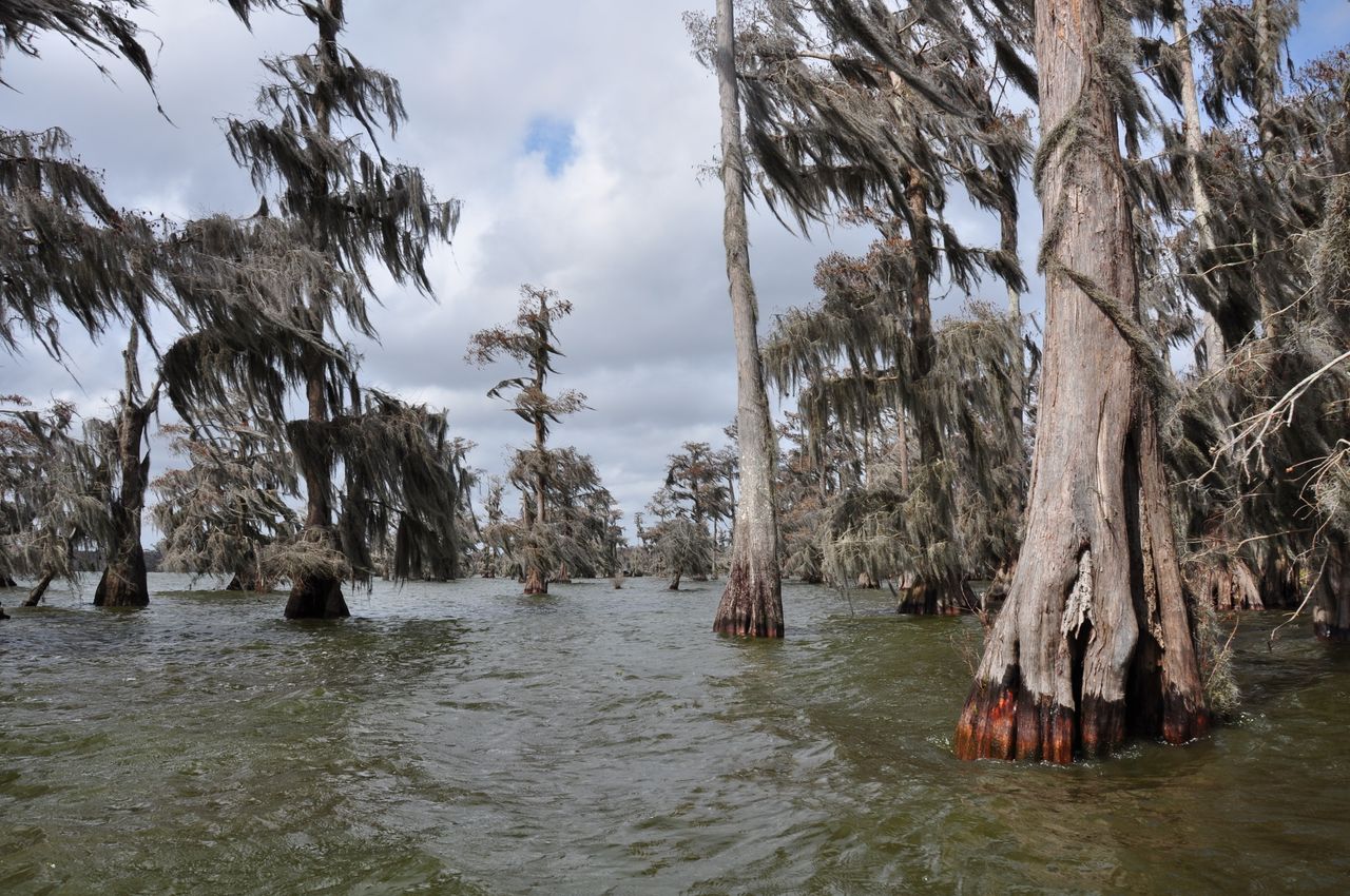 Prices for Louisiana