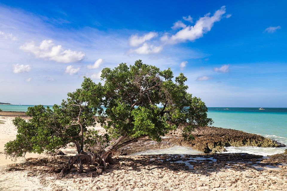 in Aruba
