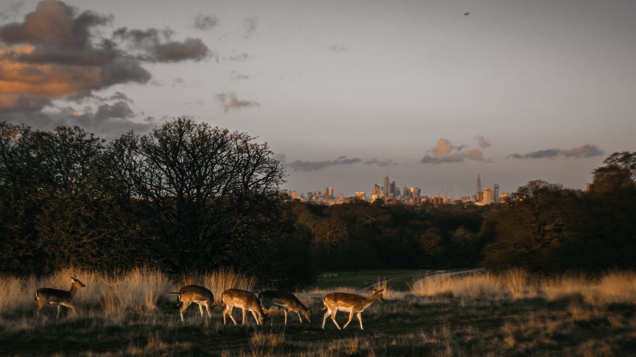 A day in London in June
