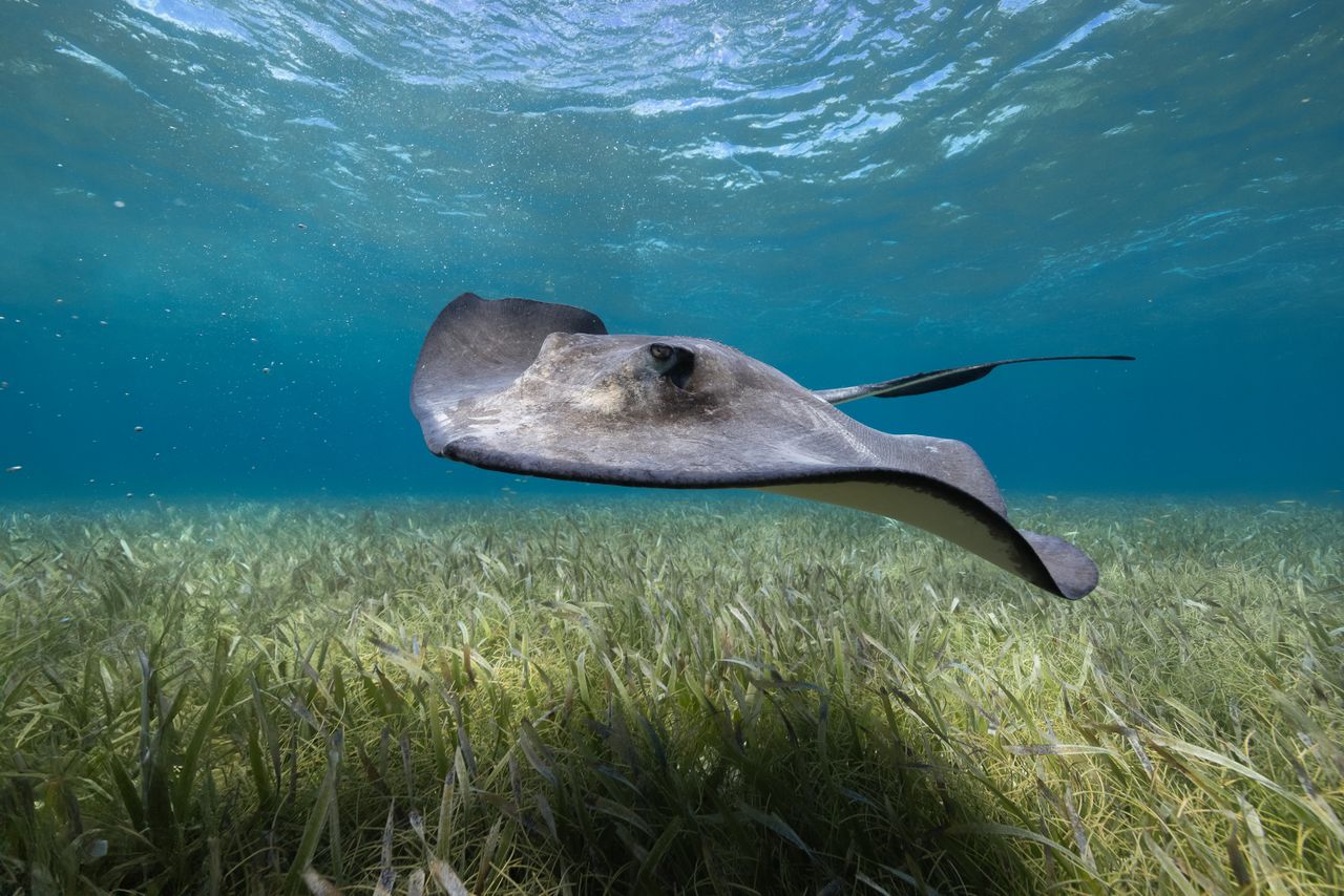 South Water Caye Marine Reserve
