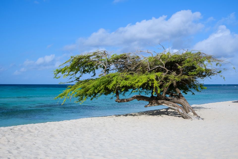 in Aruba