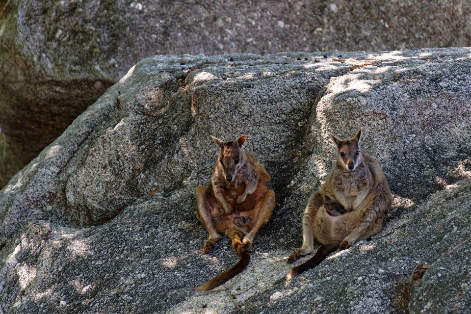 in Tasmania