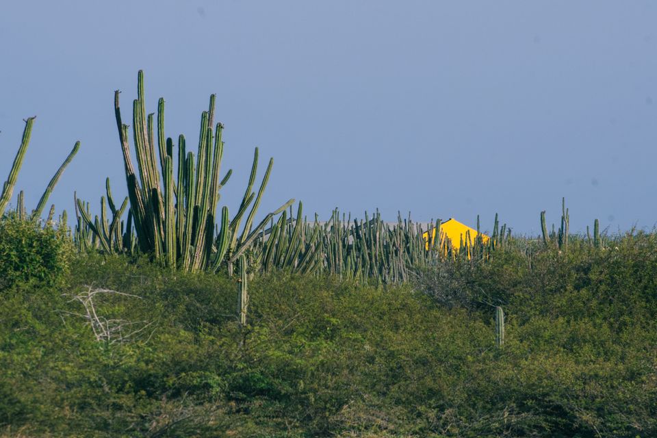 in Aruba