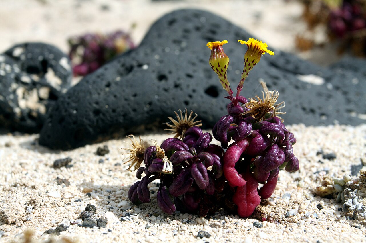 Canary Islands