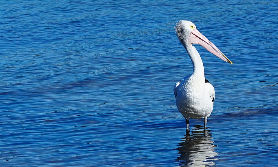 in Kangaroo Island