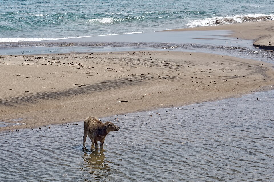 Buffalo
