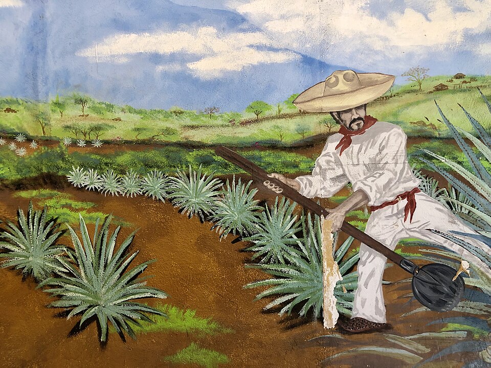 Tequila farmer