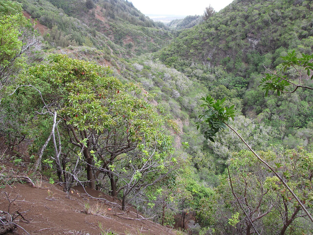 Maui