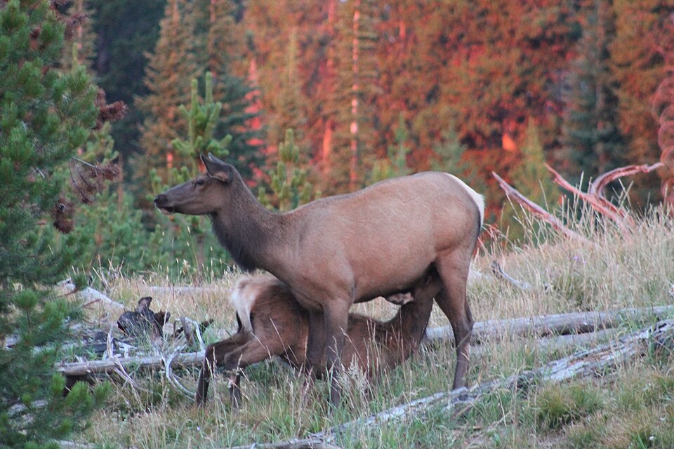 in Yellowstone National Park