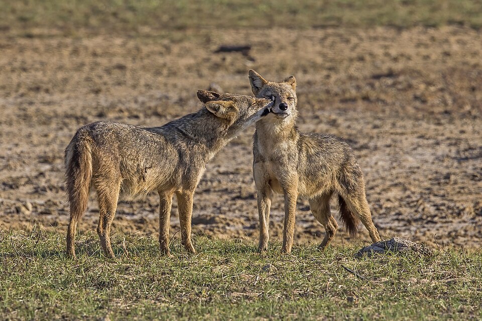 Yala National Park