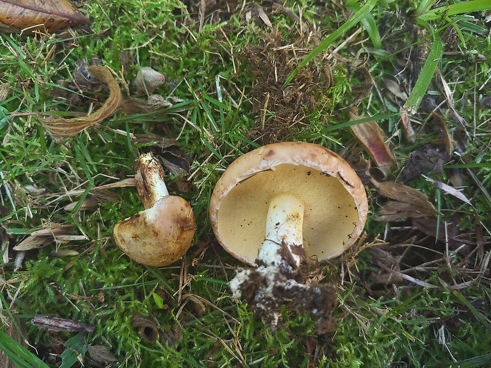 Luperon pto pta