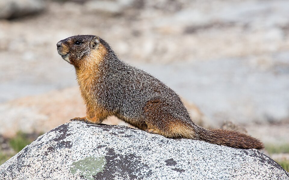 in Yosemite National Park
