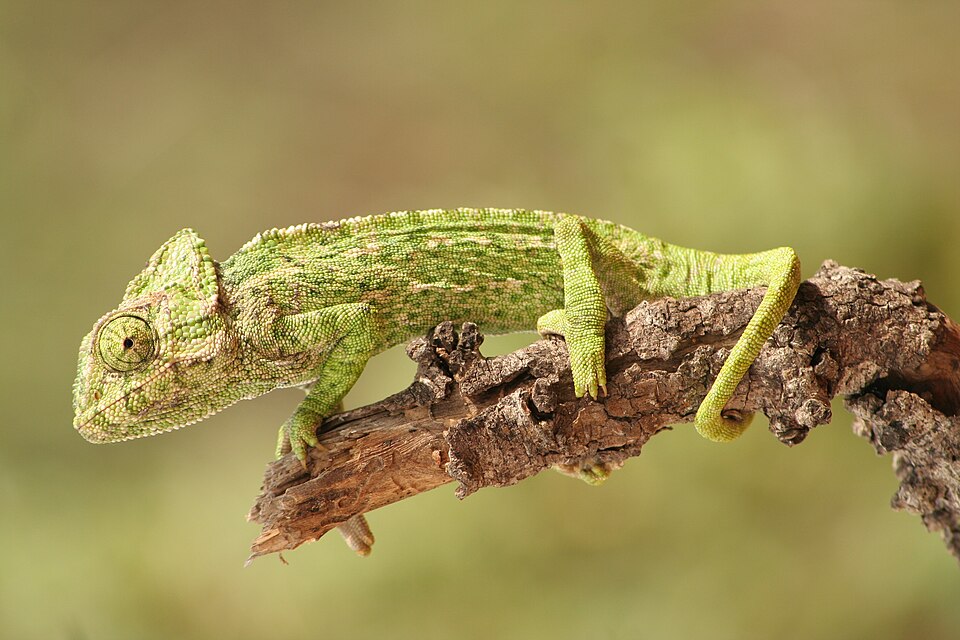 Chameleo