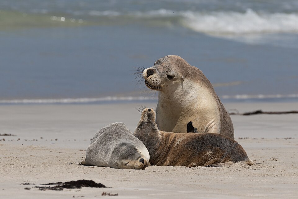 in Kangaroo Island