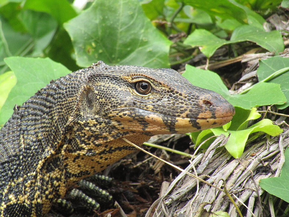 Sri Lanka