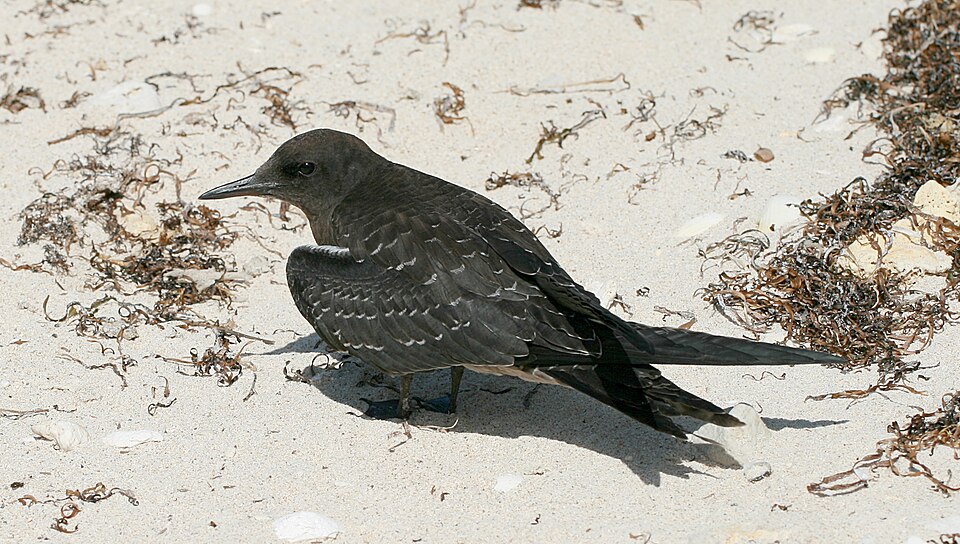 Lord Howe Island