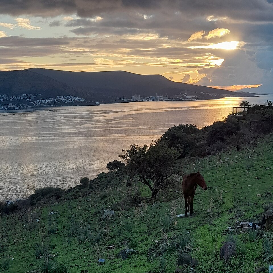 in Bodrum