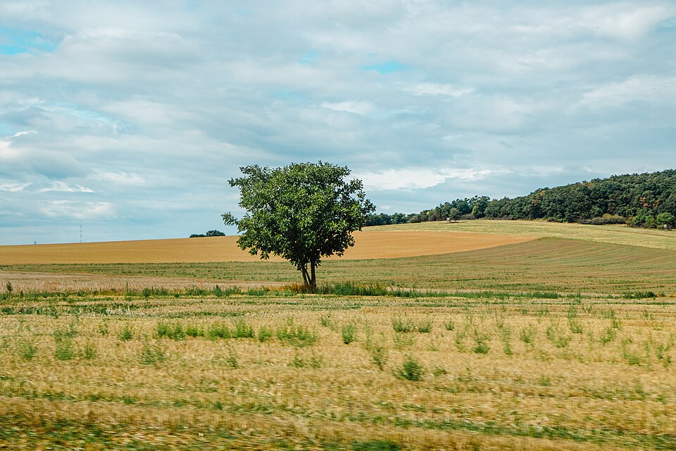Hungarian