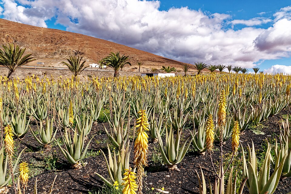 en Fuerteventura