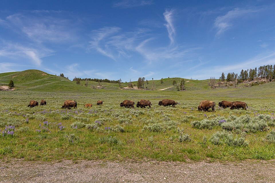 in Yellowstone National Park