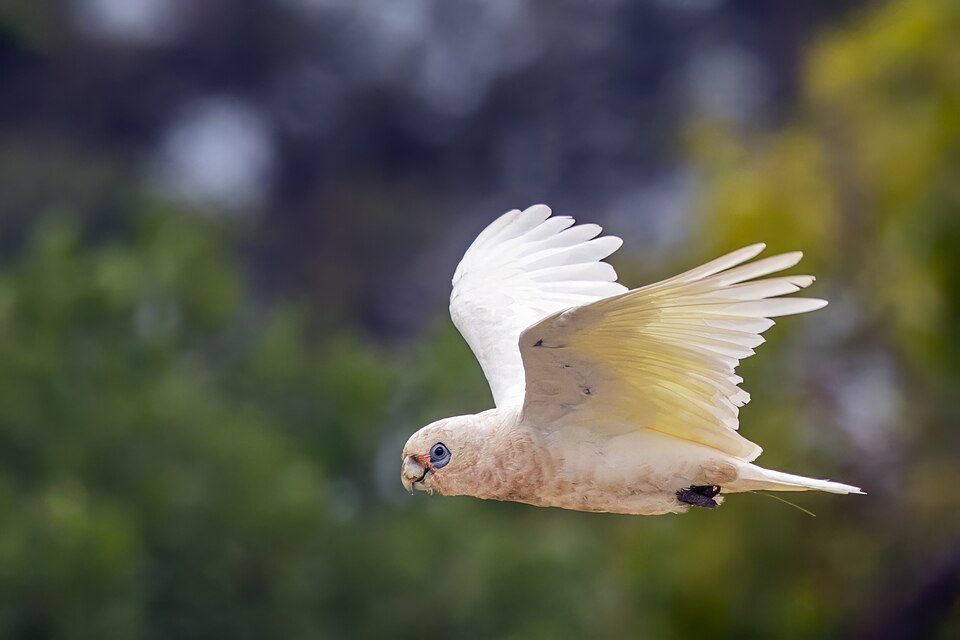 in Kangaroo Island
