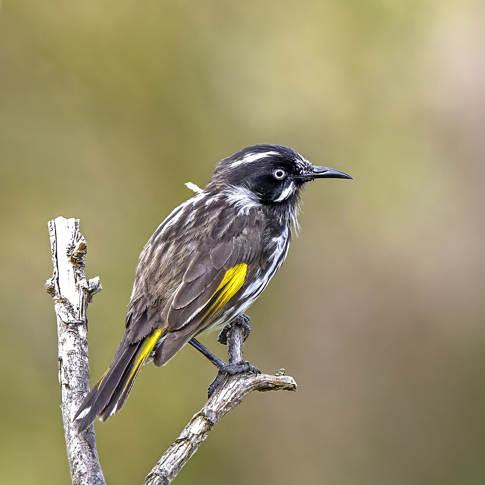 Tasmania