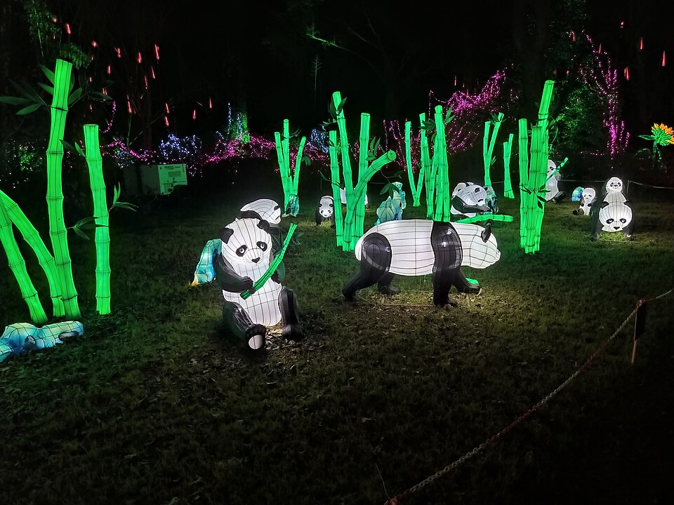 Pandas at Magnolia Garden