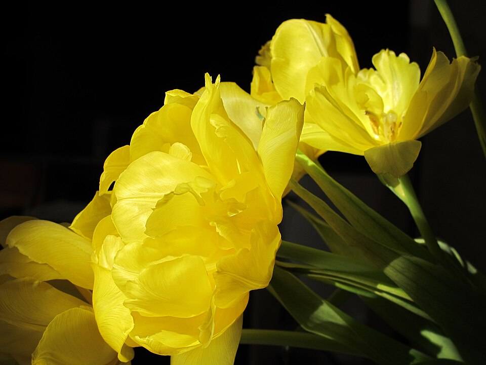 Yellow tulips