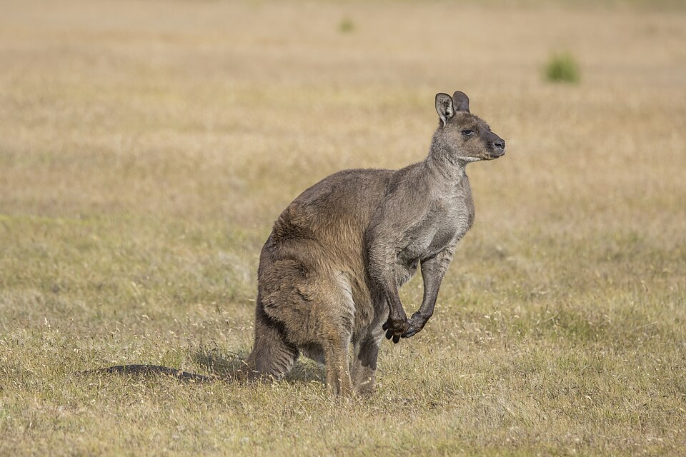 Kangaroo Island