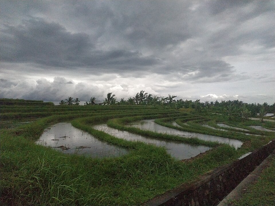 Rice Paddy Tabanan