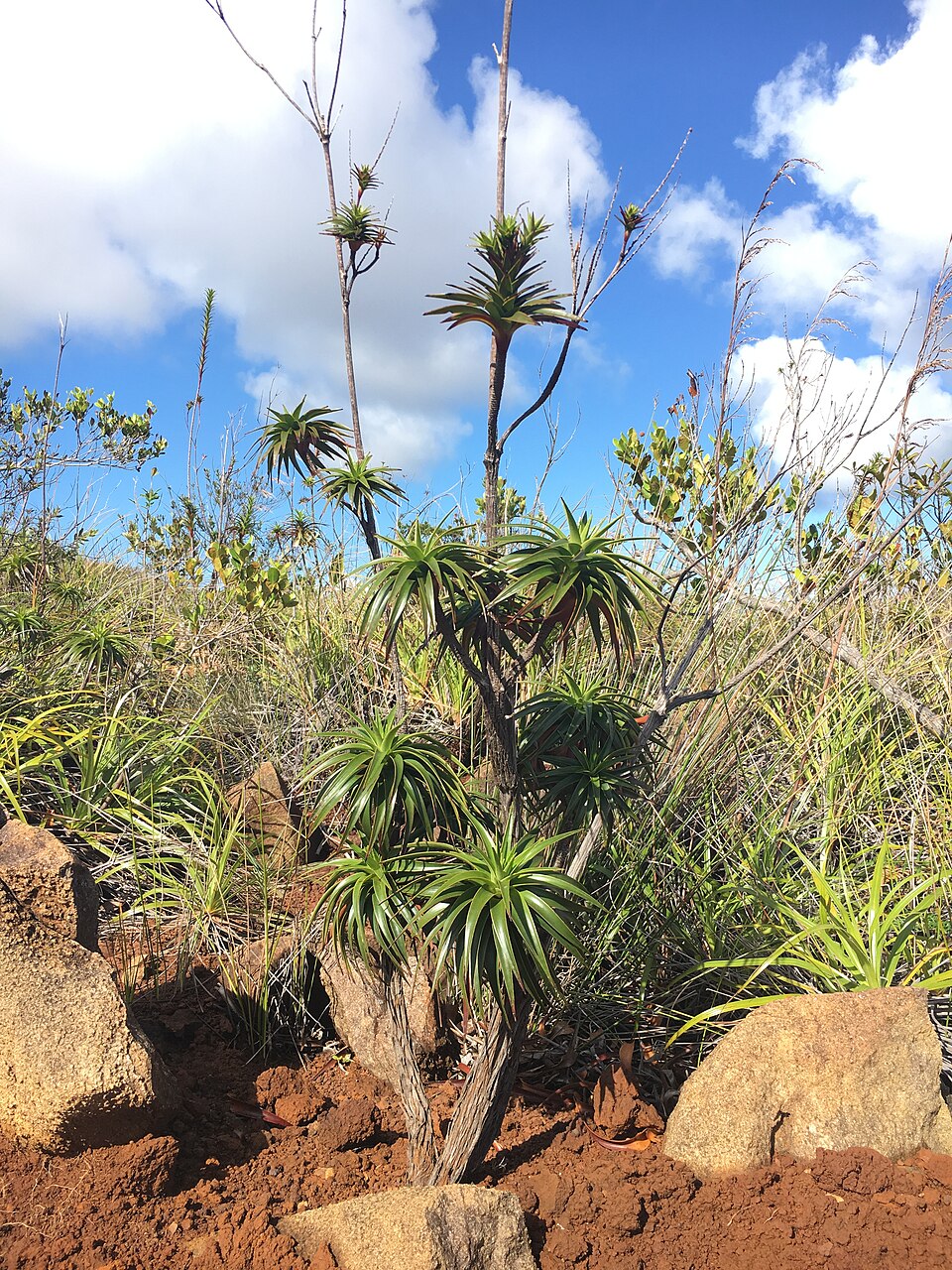 in New Caledonia