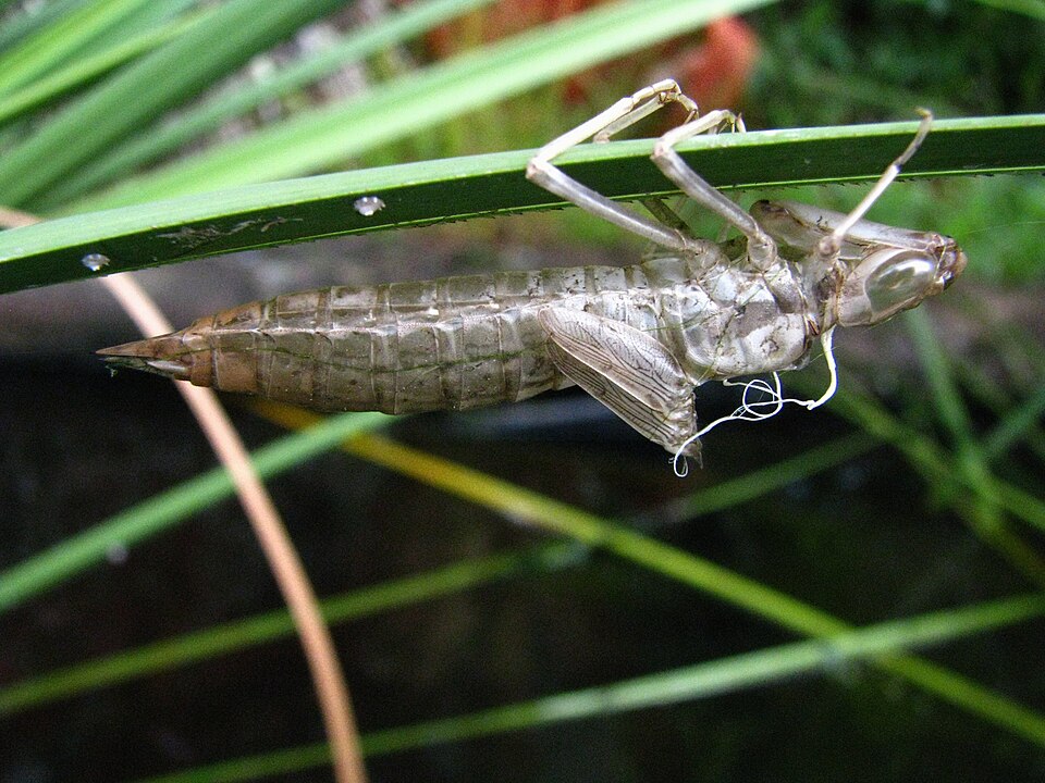 Dragonfly naiad skin