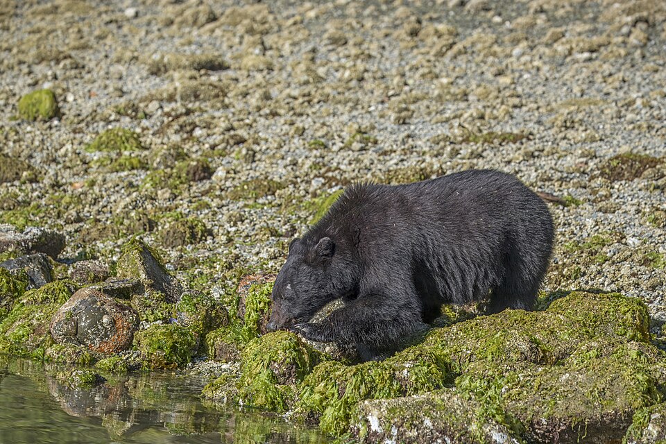 Tofino