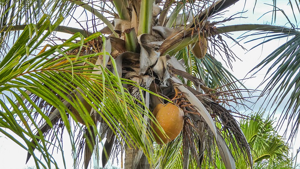 Coconut palm