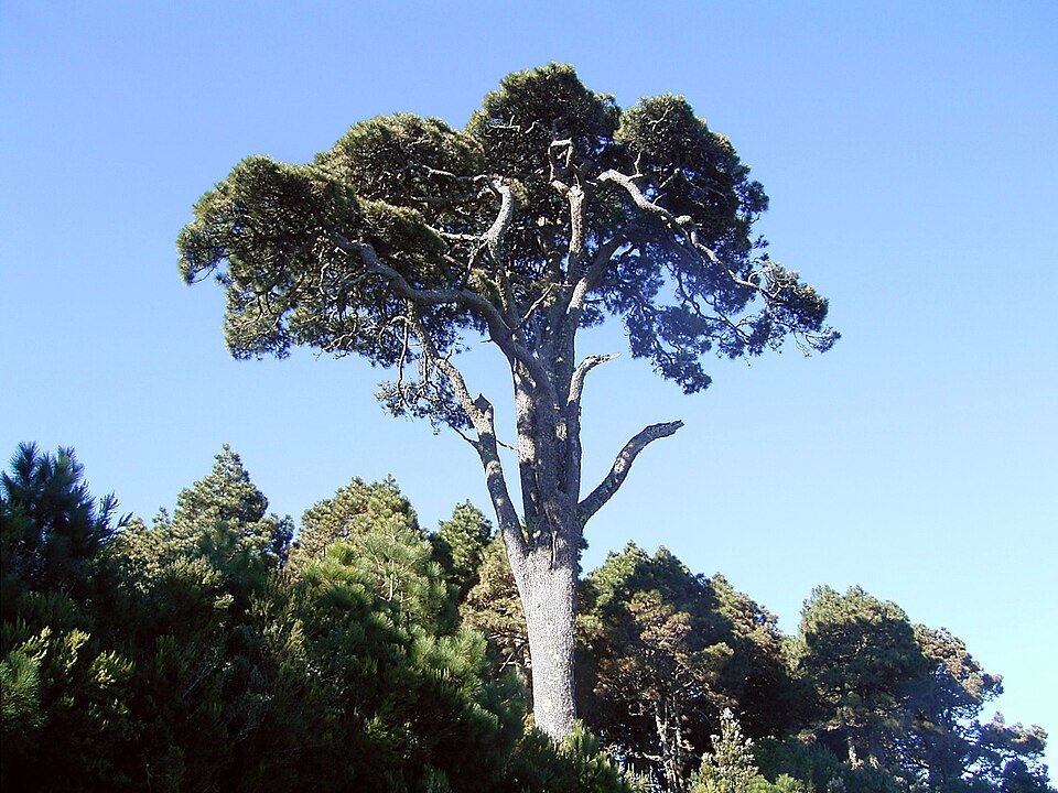 en La Palma