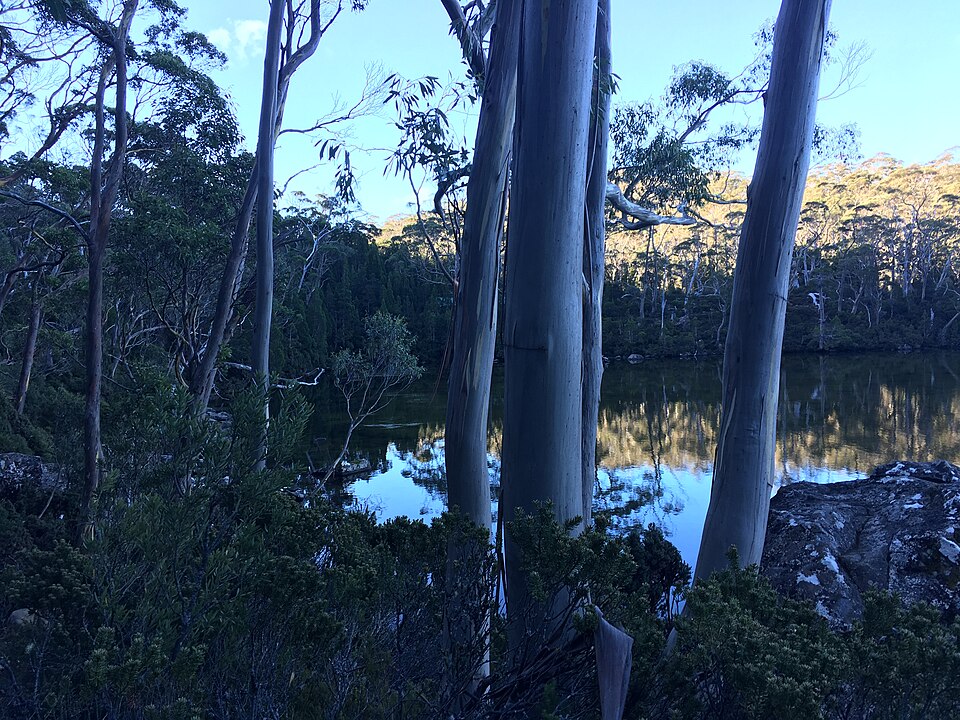 Mount Field National Park