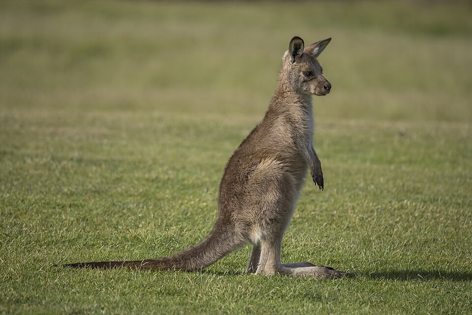 Tasmania