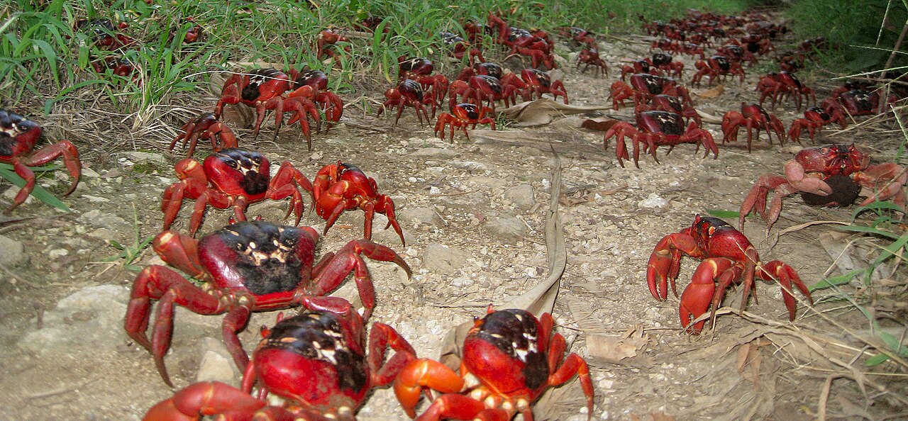 Christmas Island