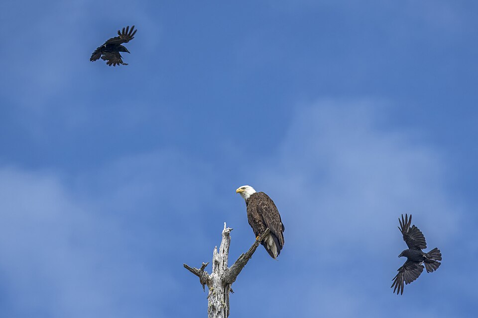 Tofino