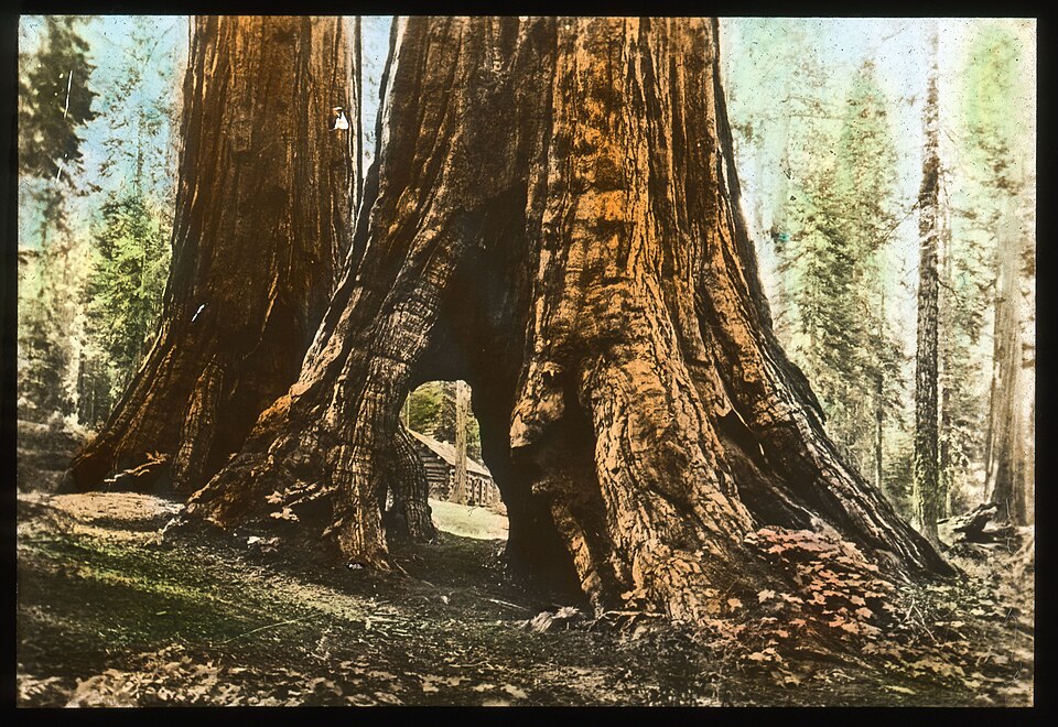 in Yosemite National Park