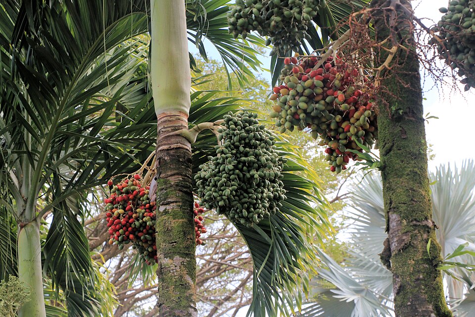 in Kauaʻi