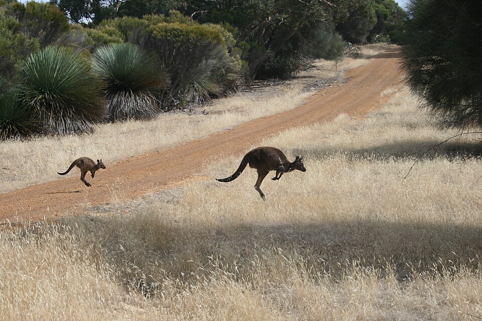in Kangaroo Island