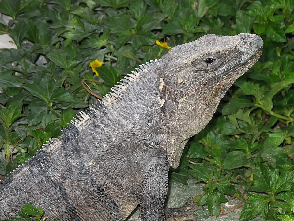 in Cancun