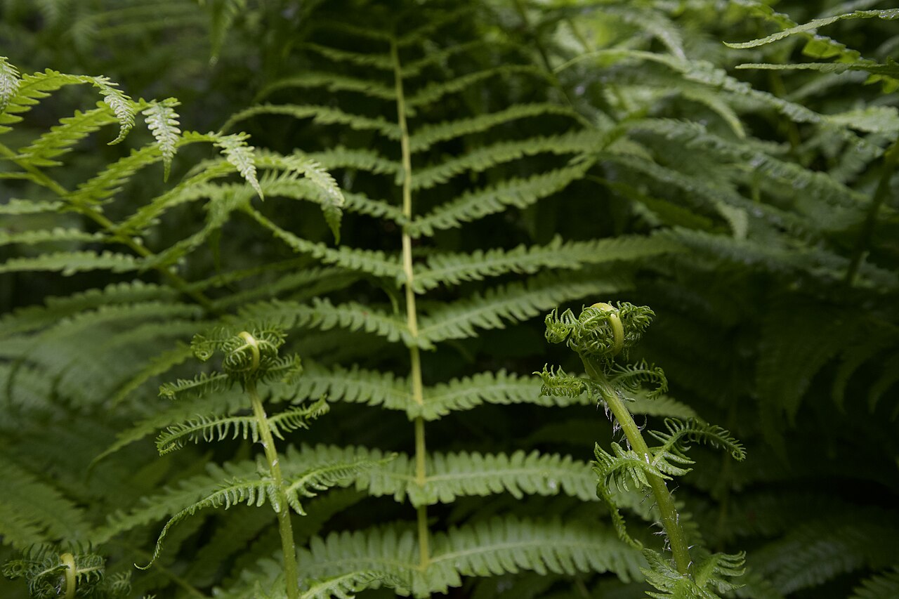 Aira Force Ferns