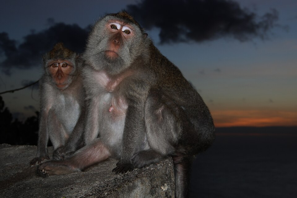 in Bali