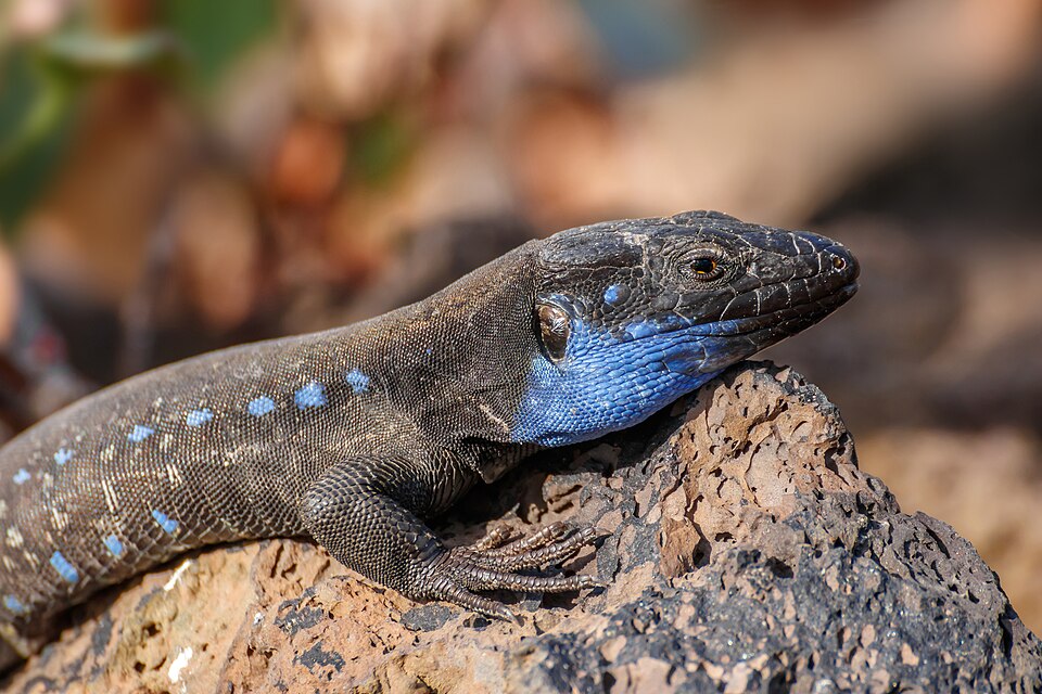 Canarias