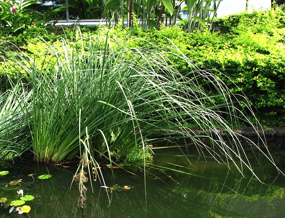 Cladium jamaicense