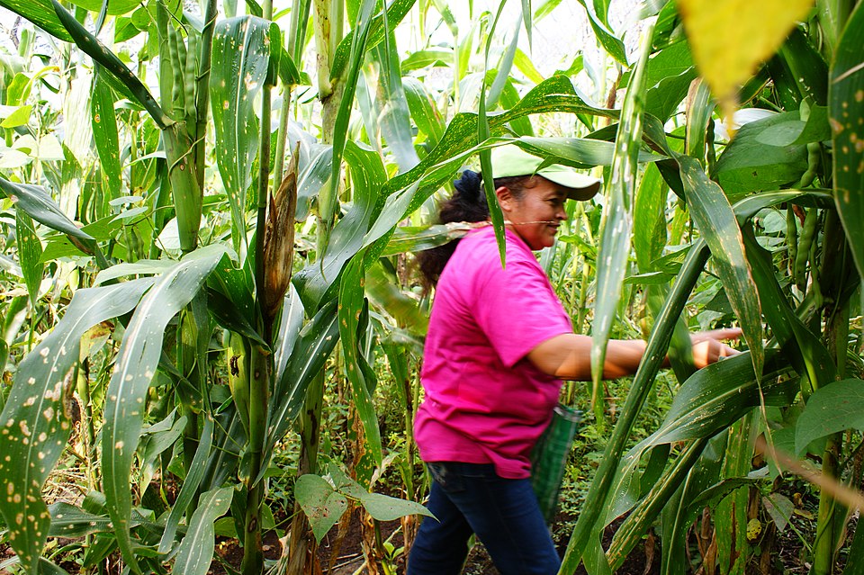 La Milpa