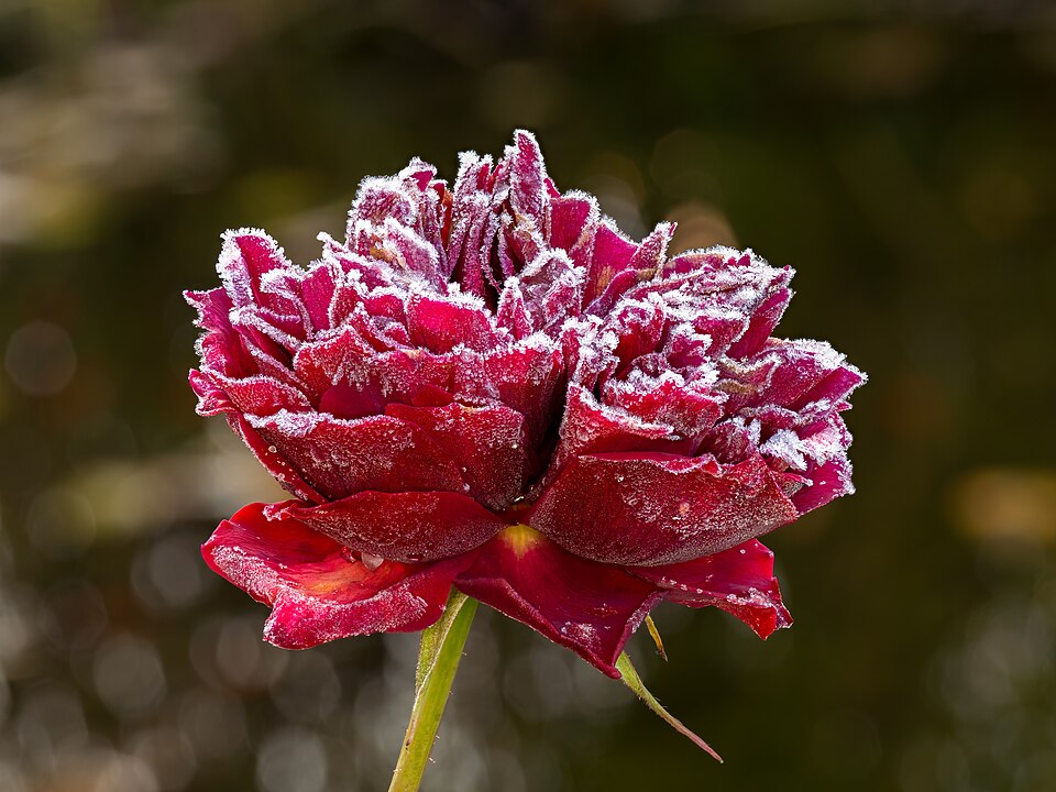 Roses