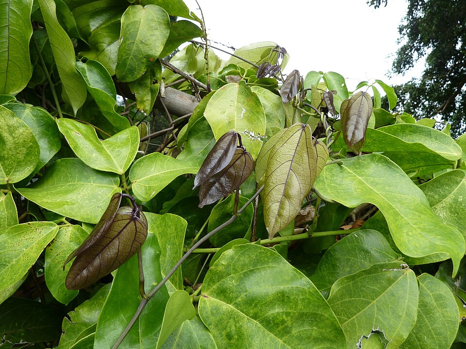 in Hawaii